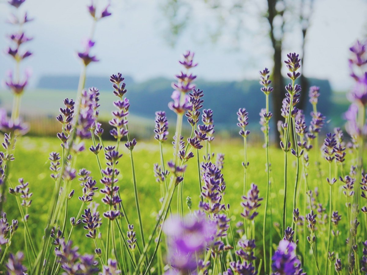 Луговая трава с фиолетовыми цветами