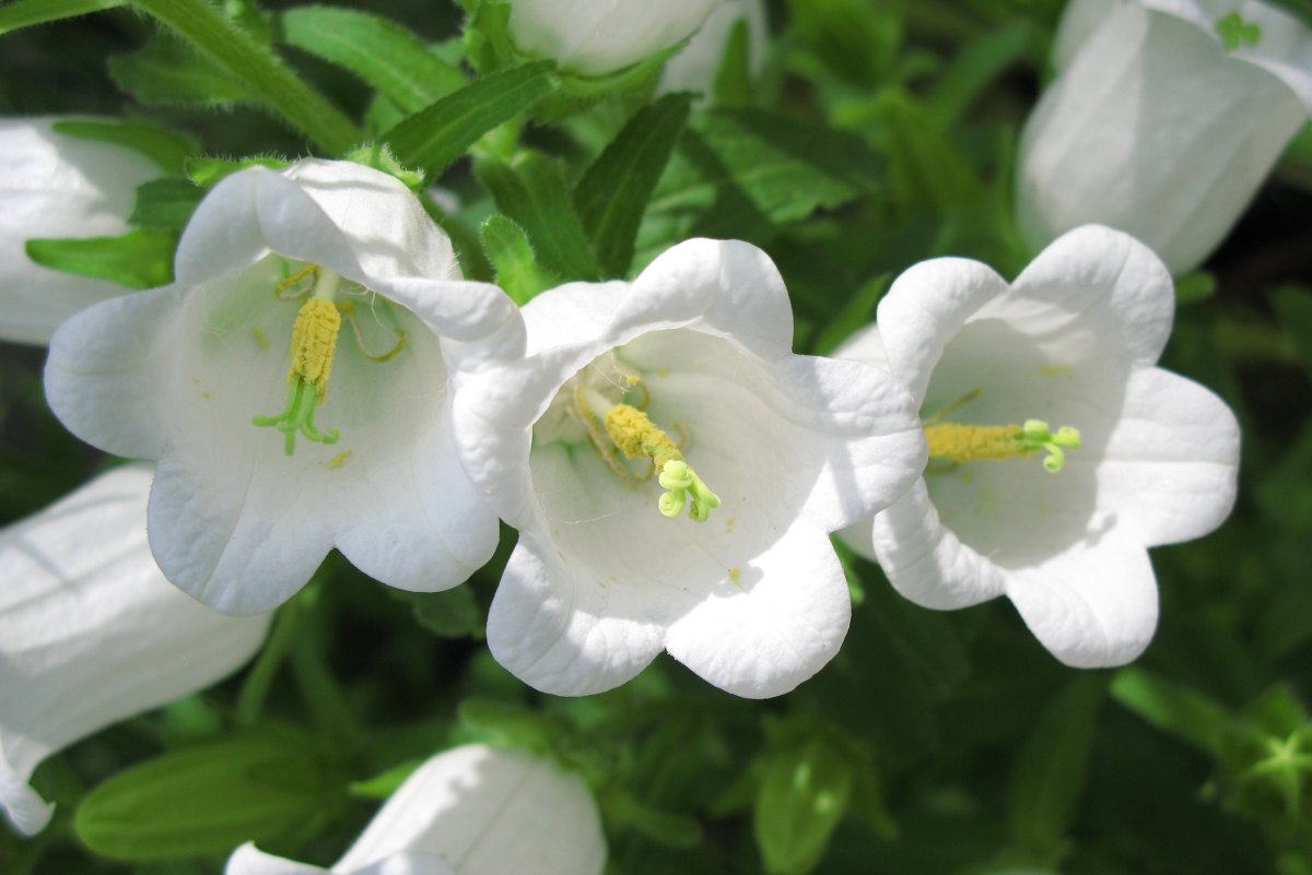 Садовый цветок с белыми цветами