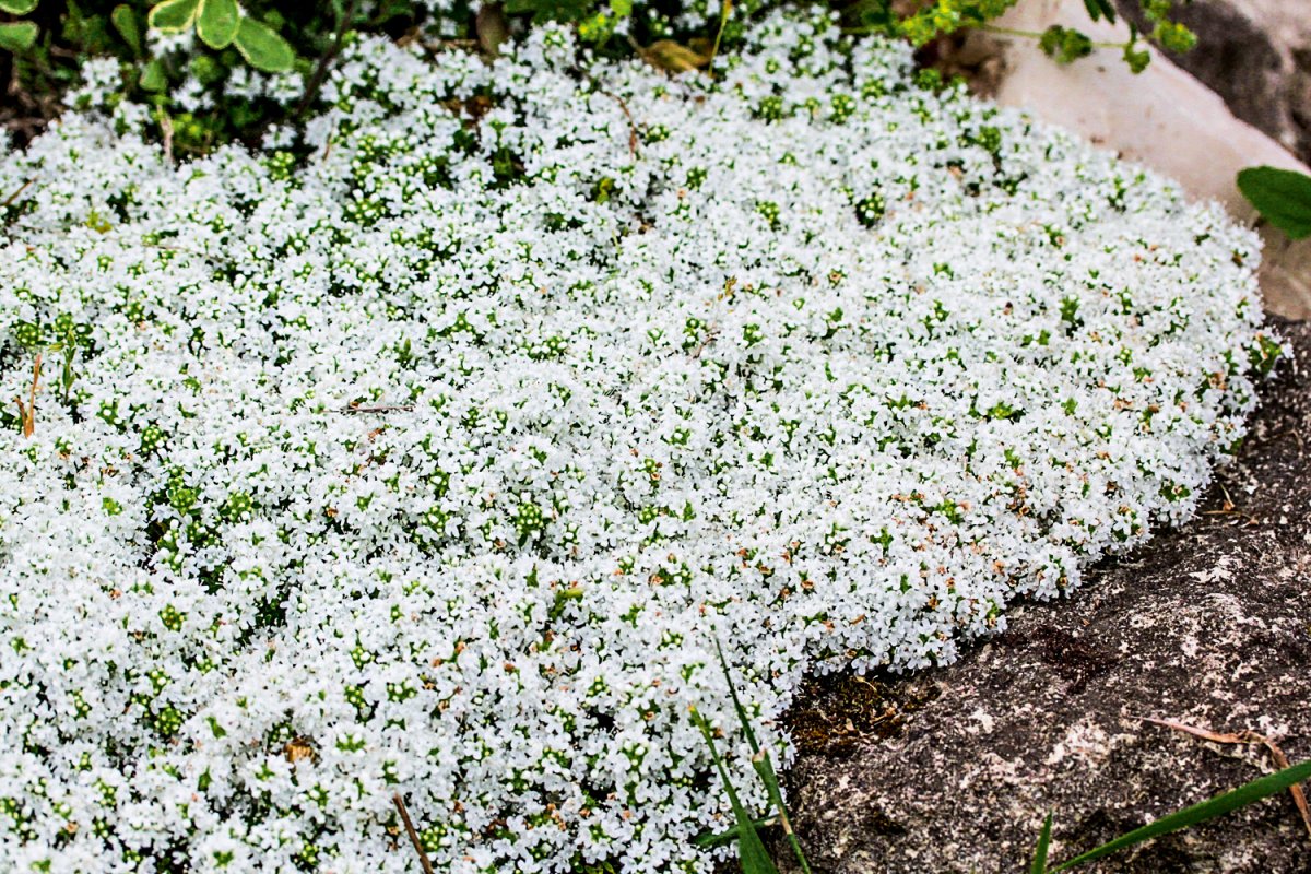 Мелкие белые стелющиеся цветы