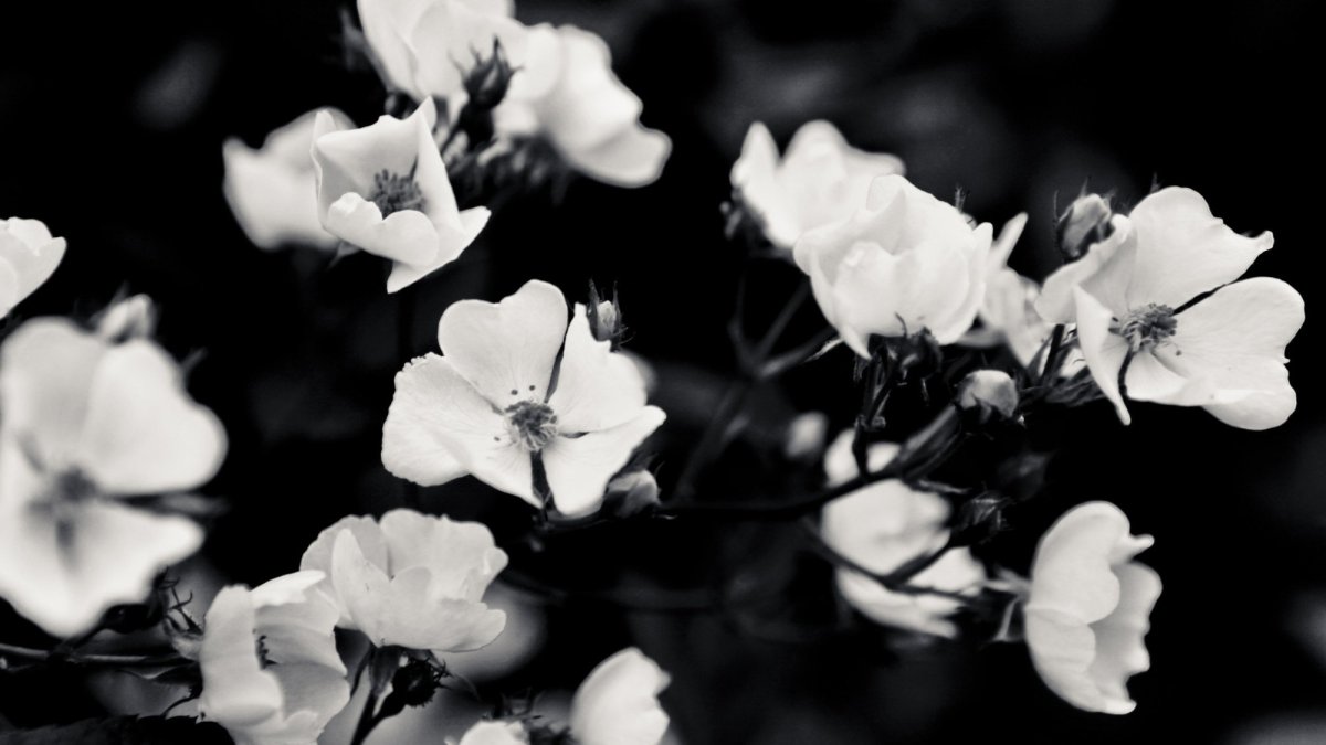 Белые цветы с черной серединой