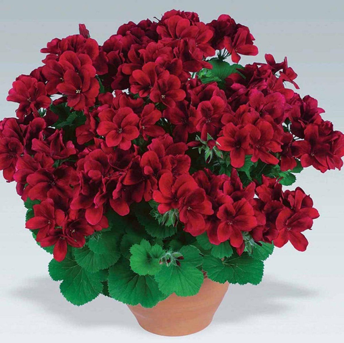 Пеларгония Toscana Florella Velvet