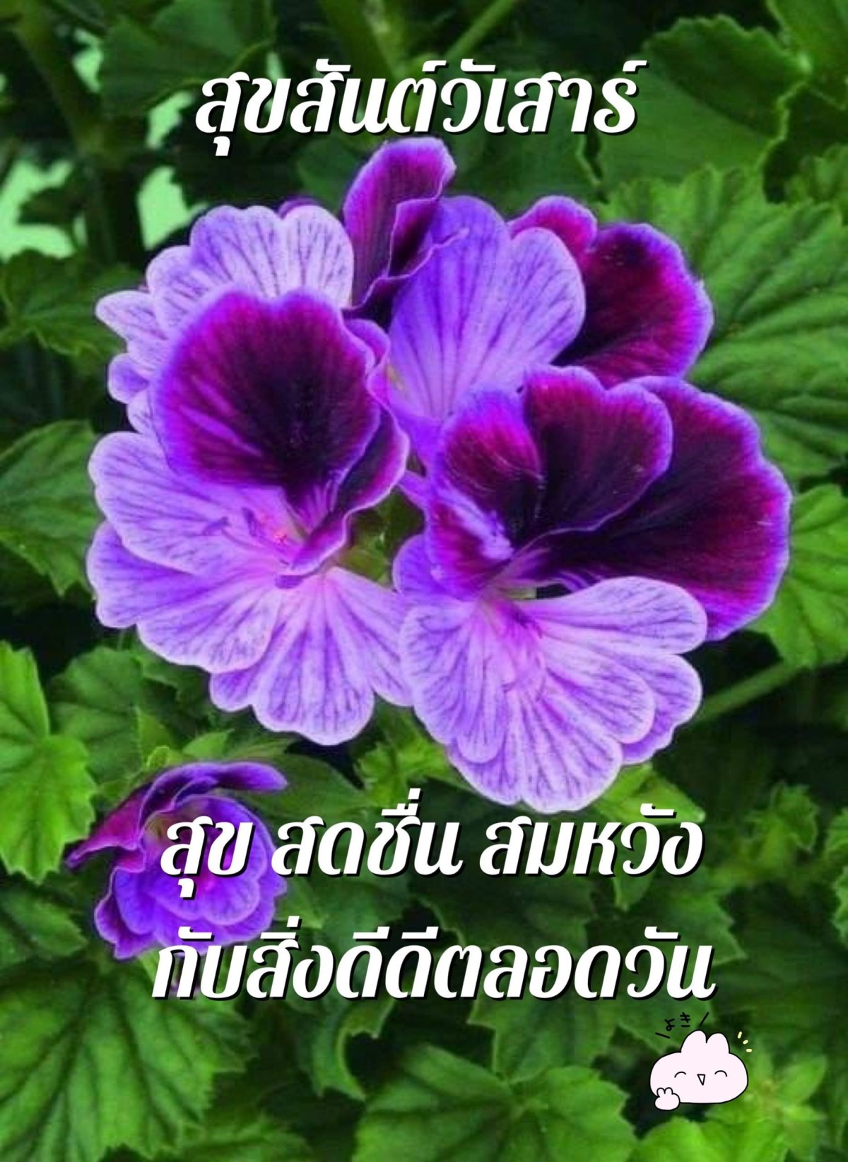 Пеларгония герань