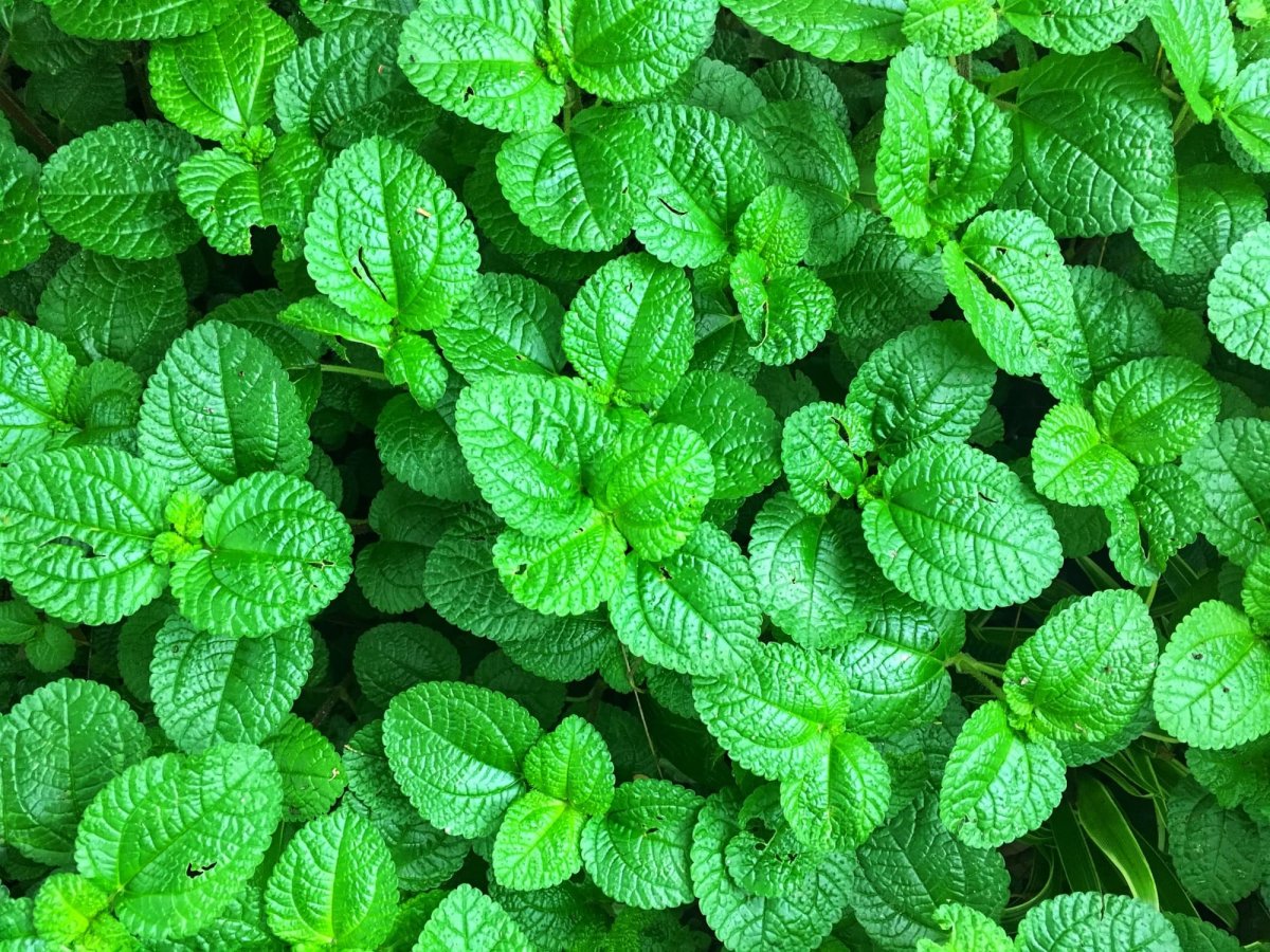 Мята круглолистная Apple Mint