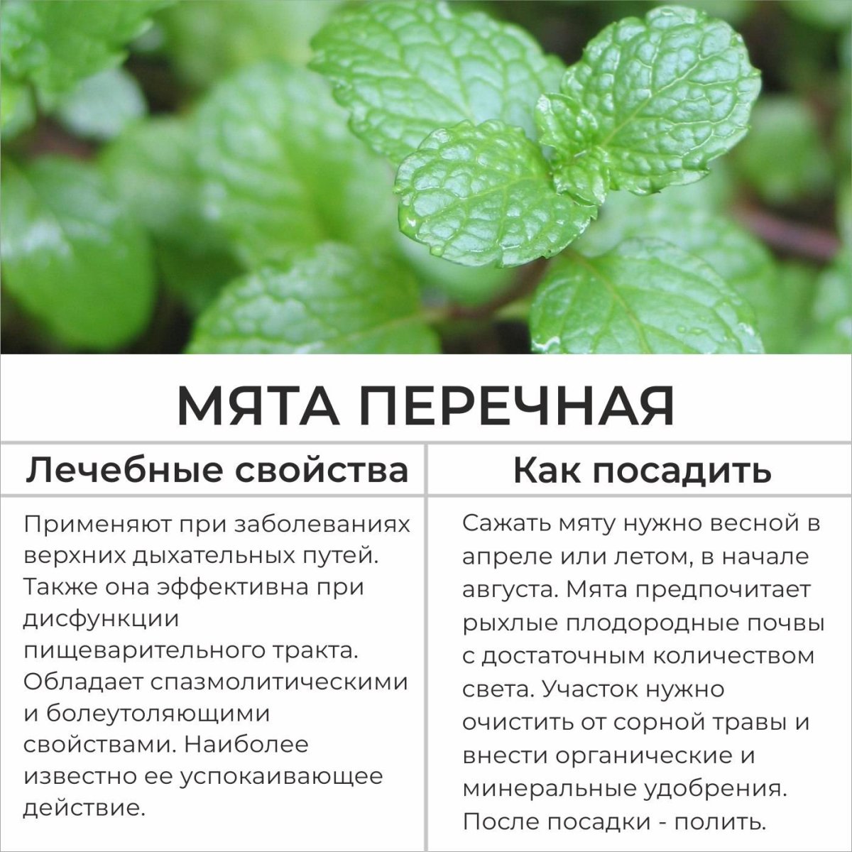 Лечебное растение мята