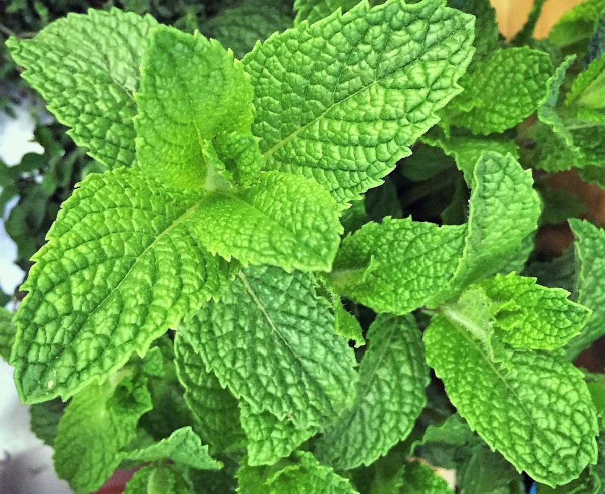 Mentha rotundifolia