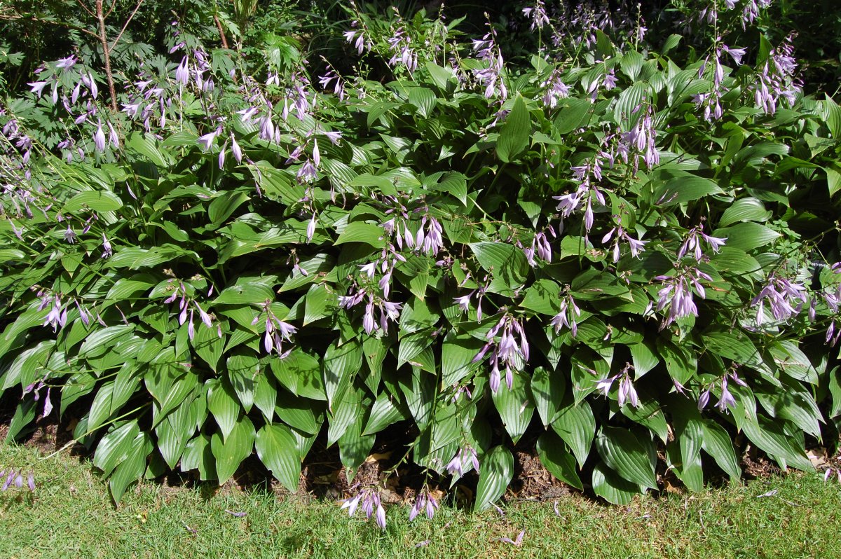 Хоста lancifolia