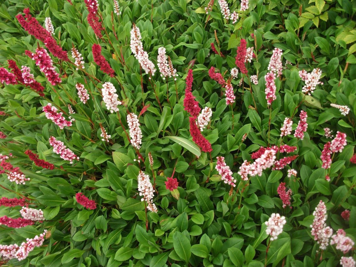 Горец родственный (Polygonum affine `Daijeerling Red`)