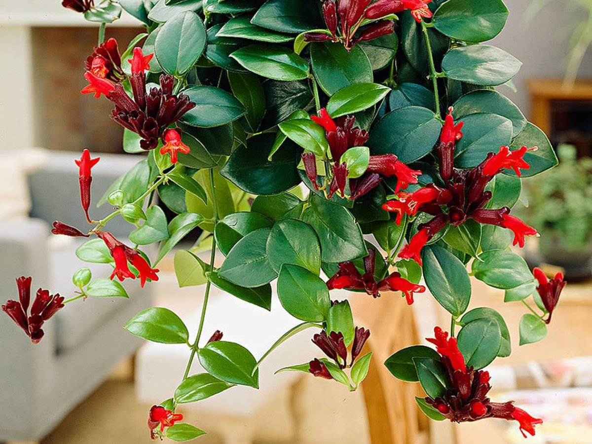 Вьющееся комнатное растение с красными цветами