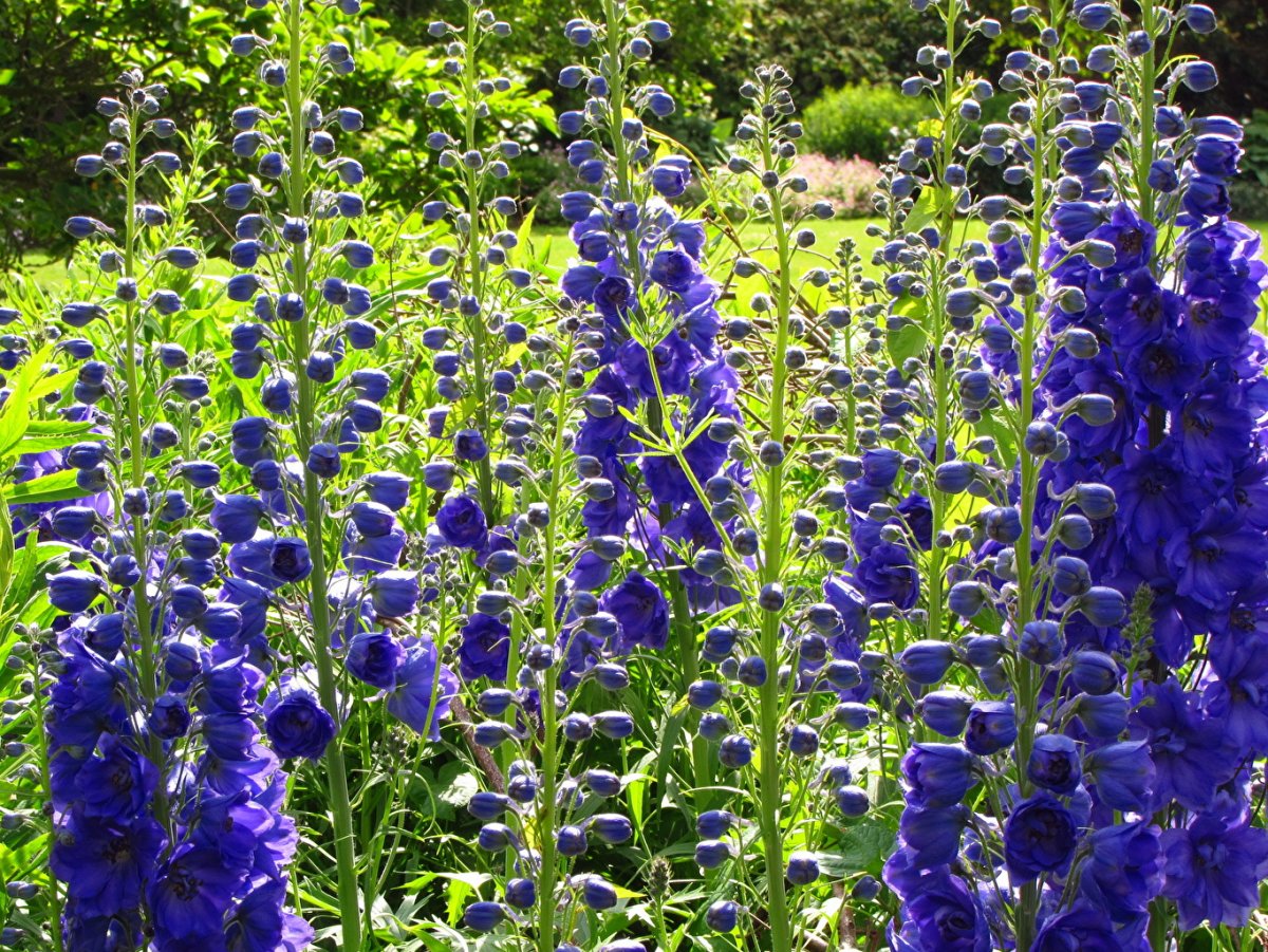 Высокое растение с синими цветами многолетник