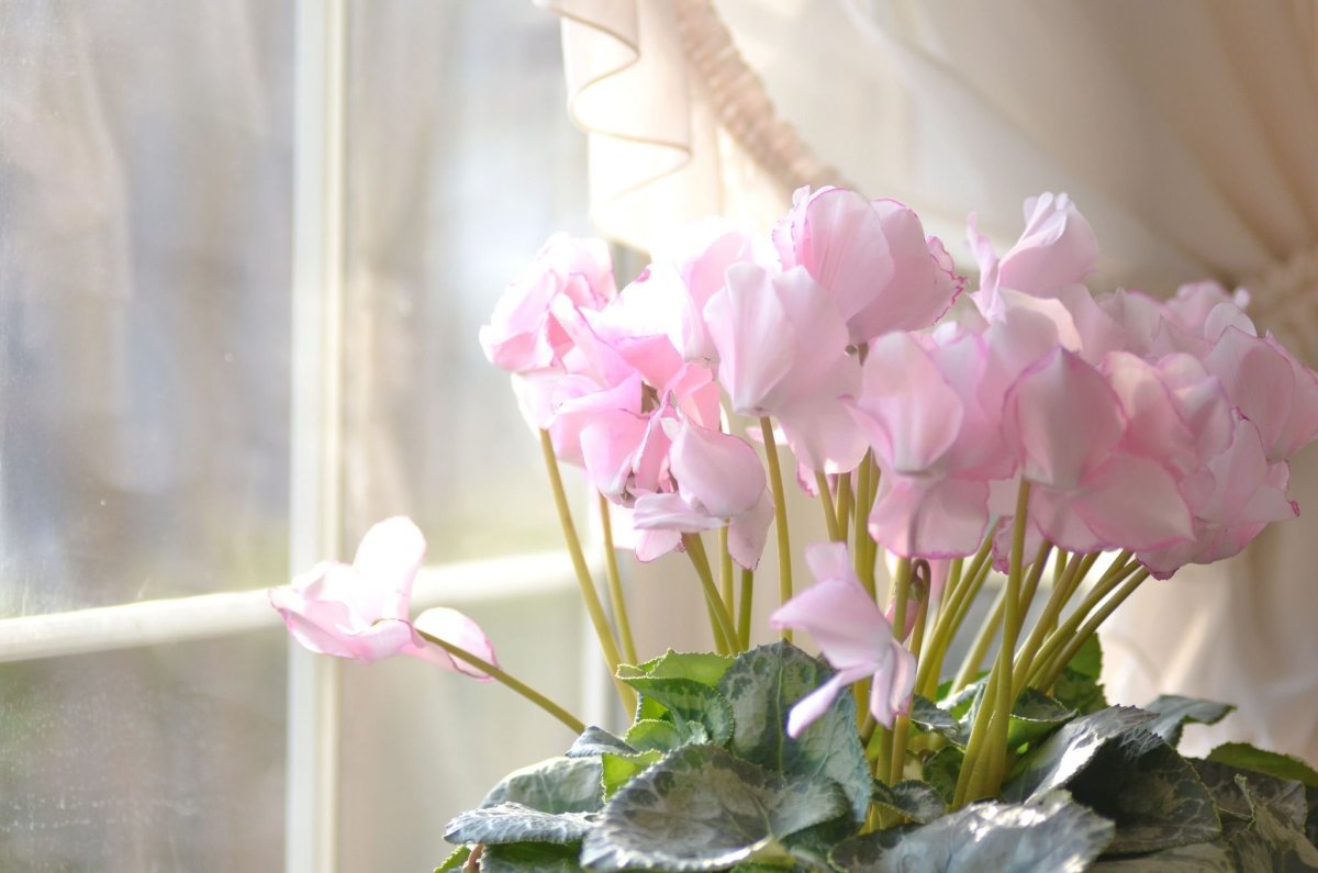 Комнатный цветок с розовыми цветами
