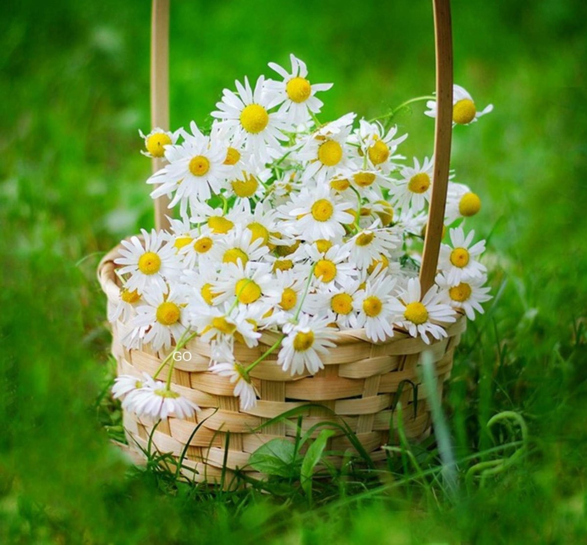 Корзинка с ромашками