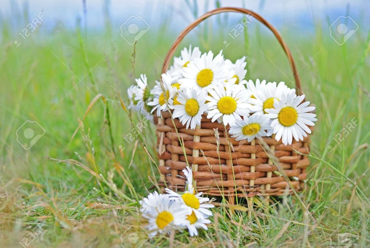 Ромашки в корзине