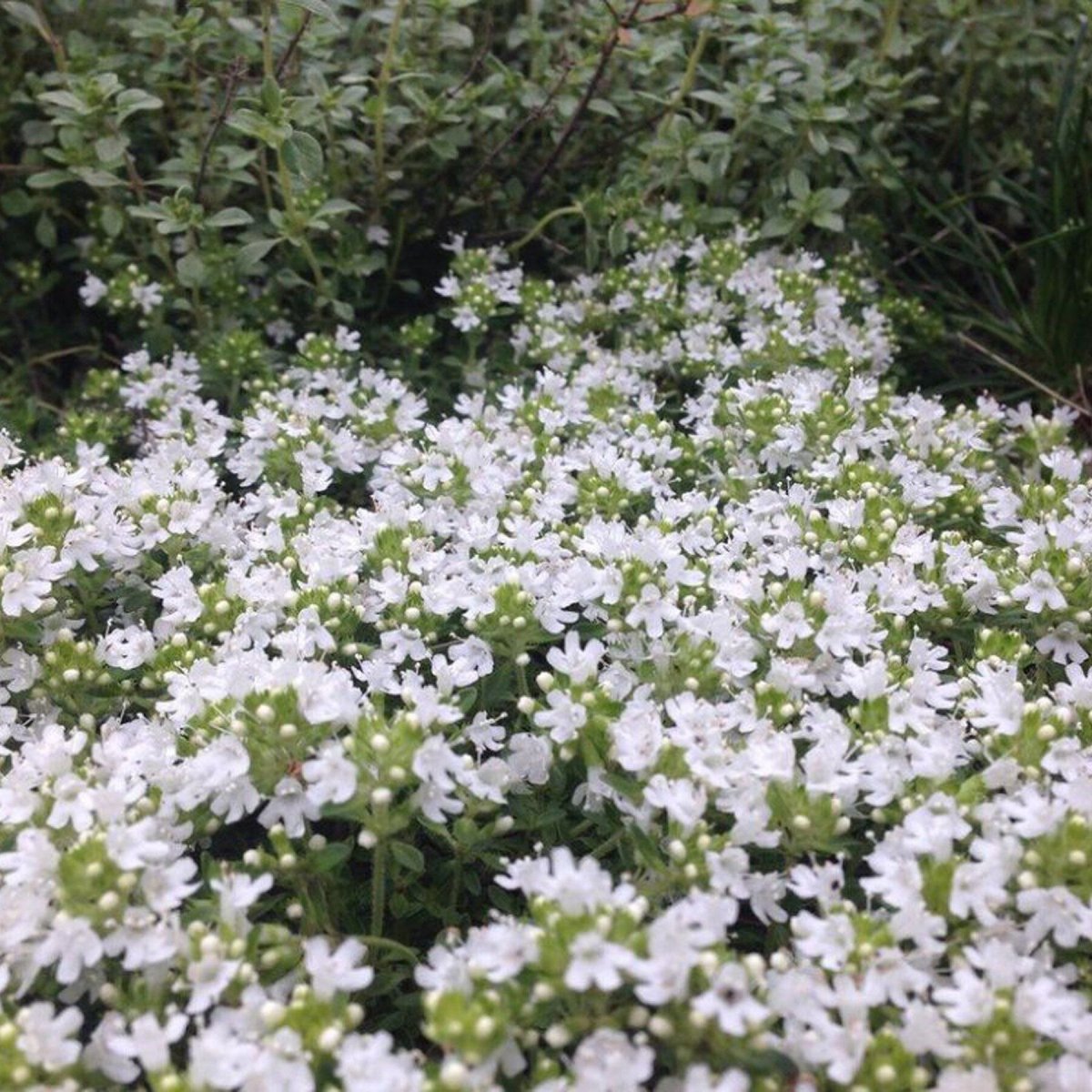 Почвопокровное растение с белыми цветами