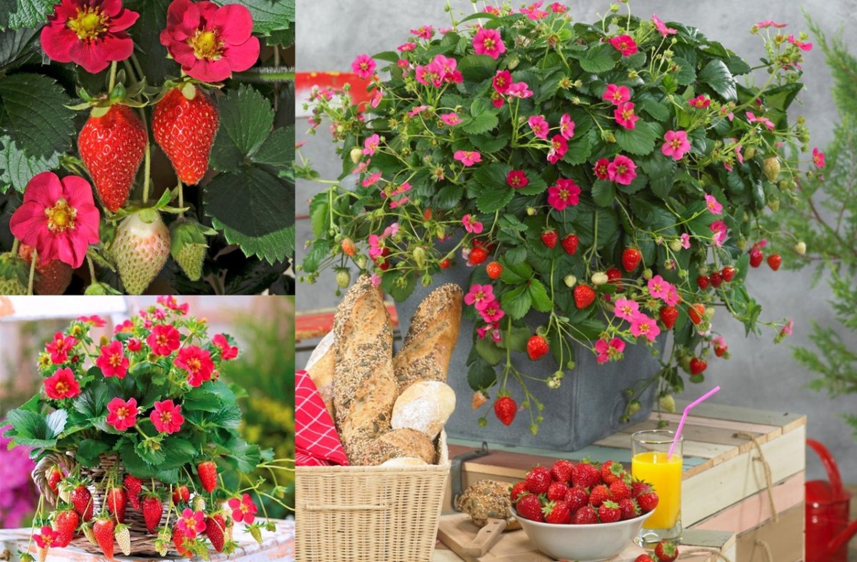 Клубника ампельная Тоскана