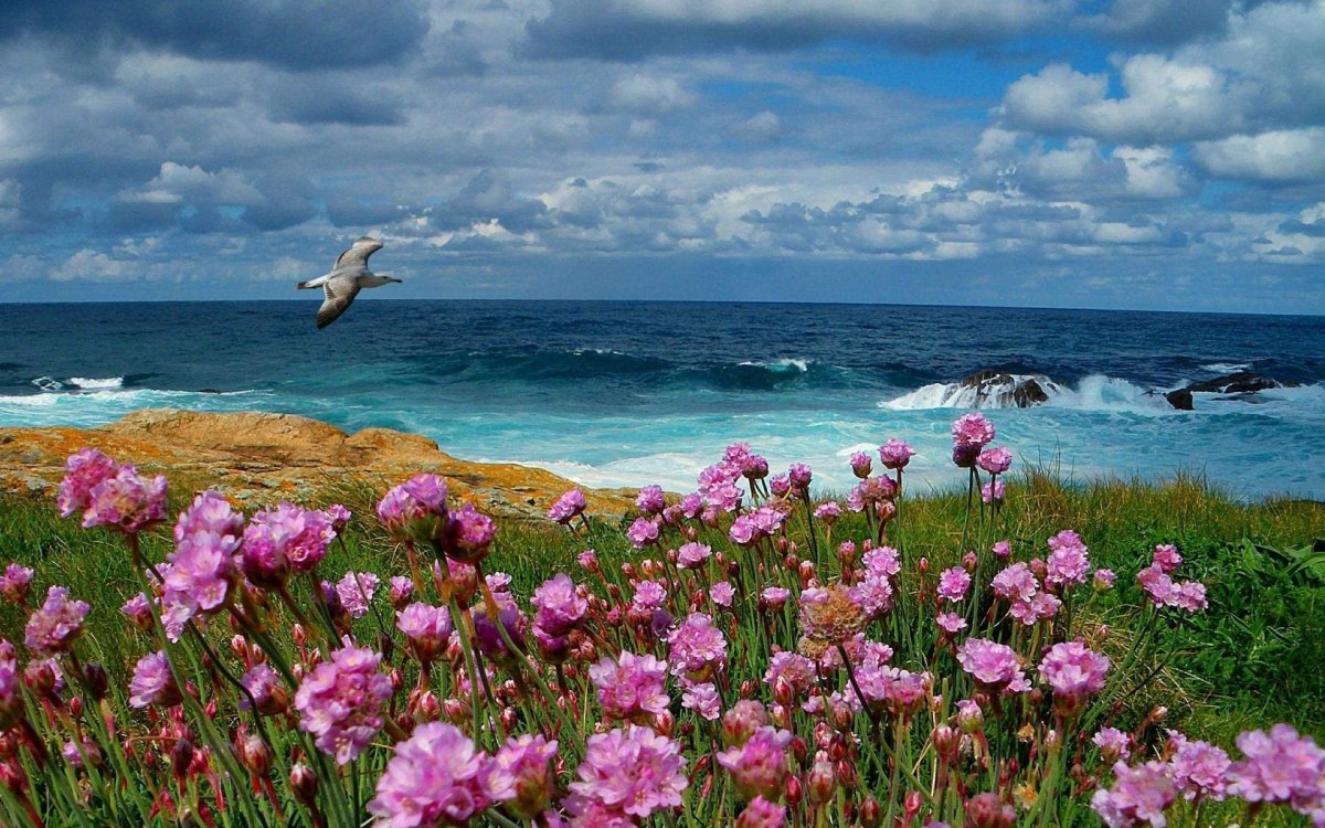 Морской пейзаж с цветами