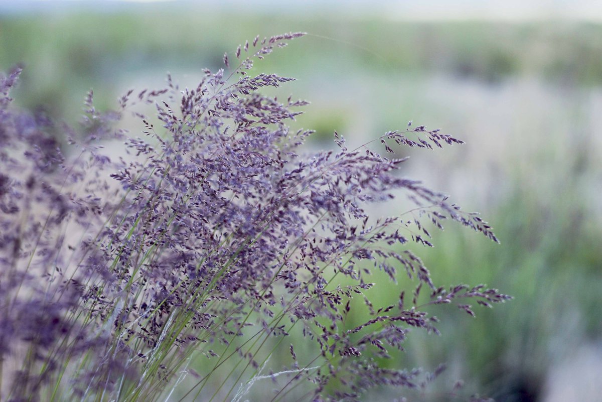 Степная трава с фиолетовыми цветами