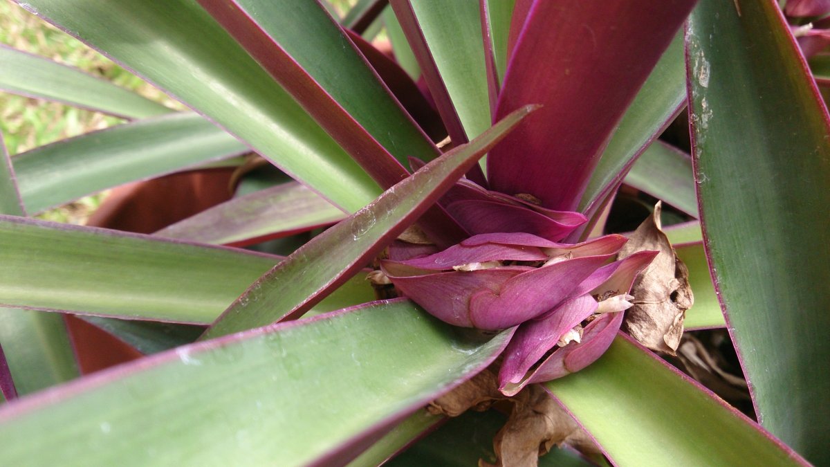 Традесканция spathacea