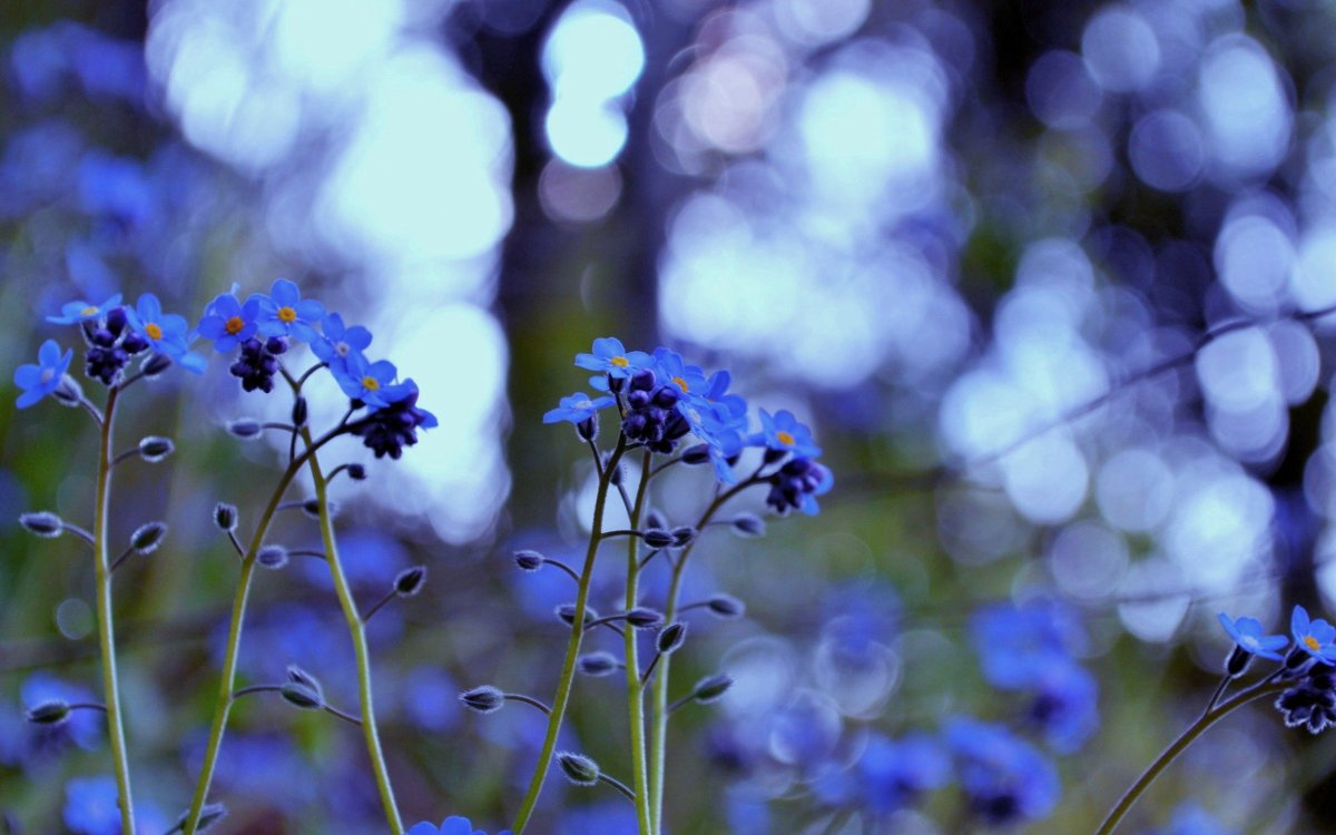 Полевая трава с синими цветами