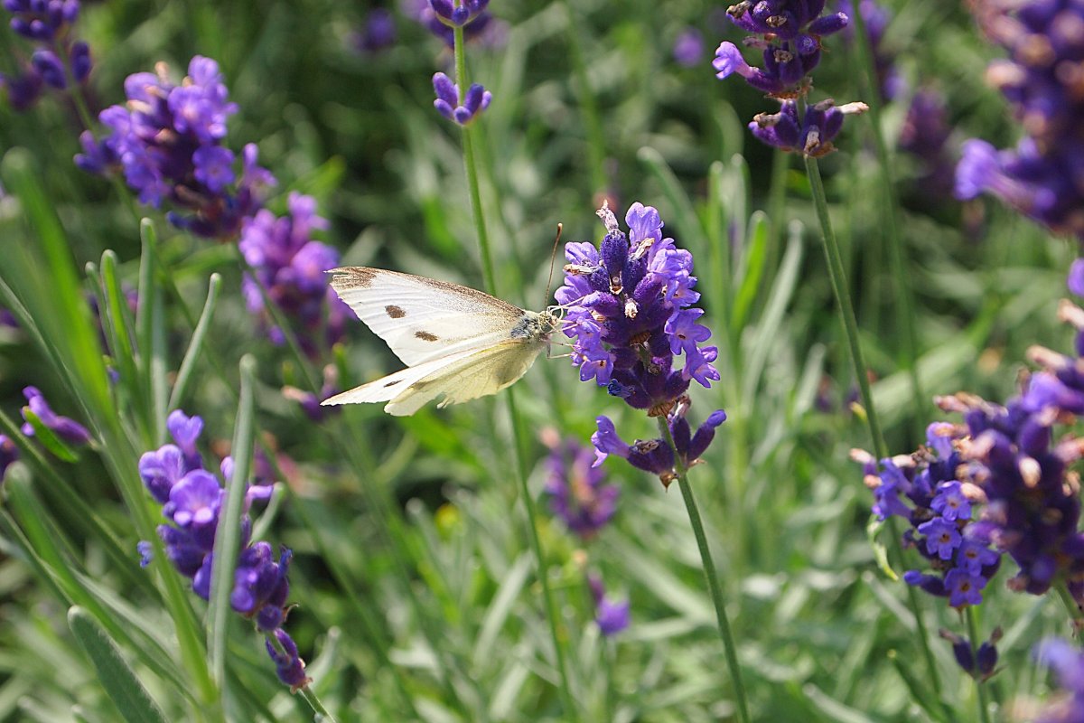 Lavandula papillon Lilac