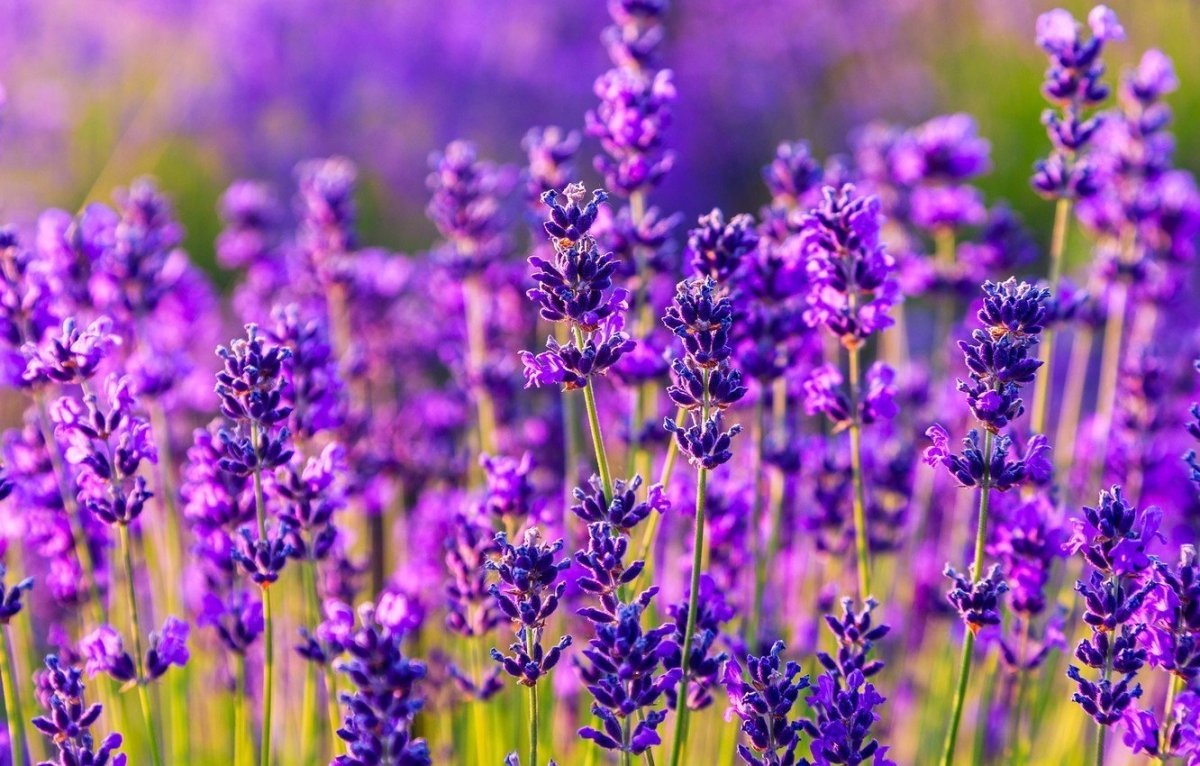 Лаванда (Lavandula)