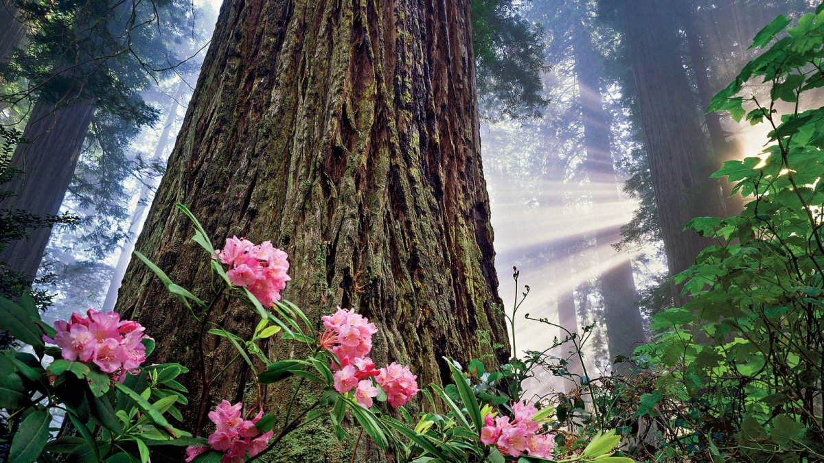 Flowers in Wood