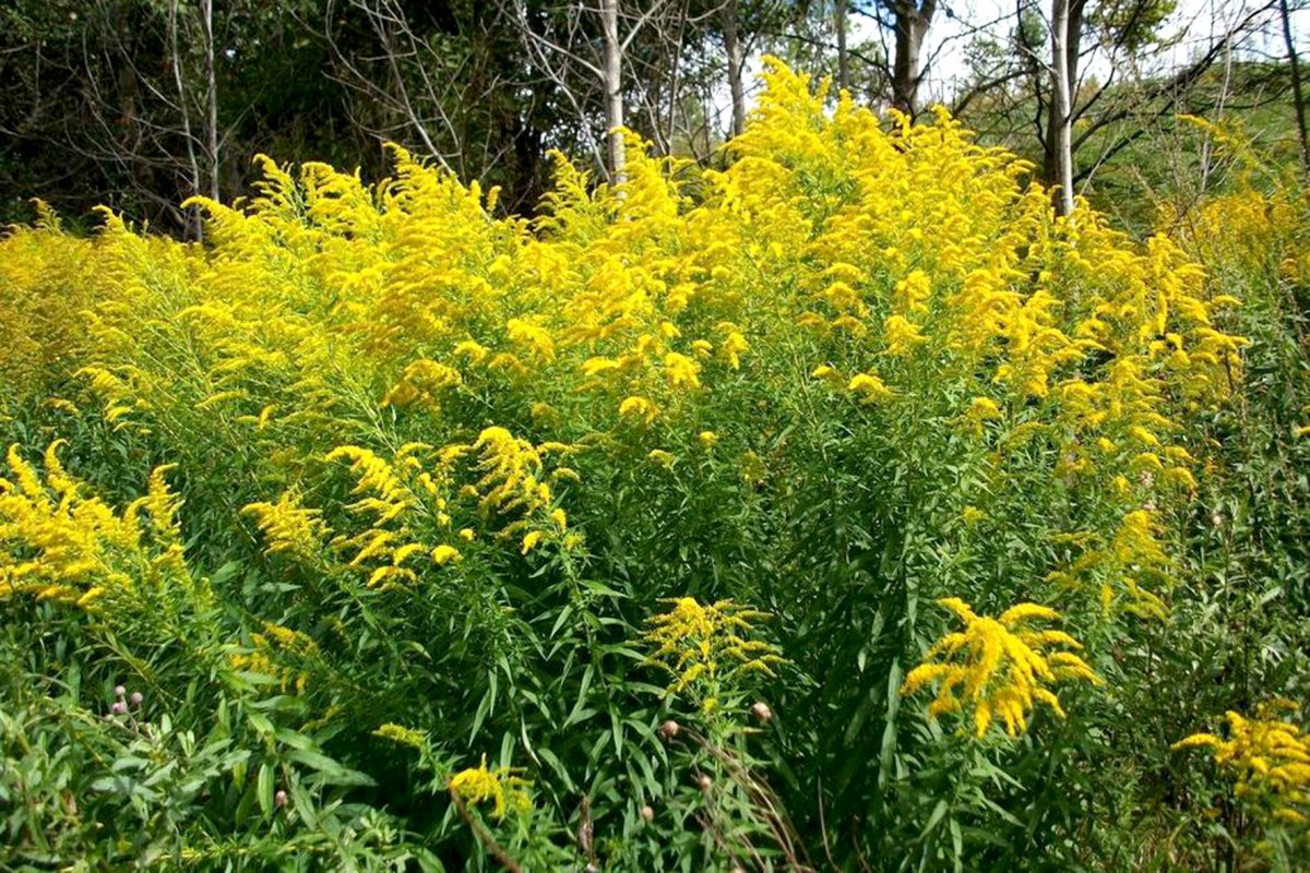 Высокая многолетняя трава с желтыми цветами
