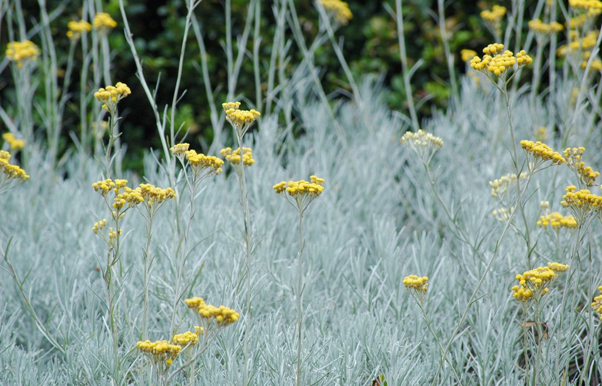 Helichrysum Italicum карри Плант