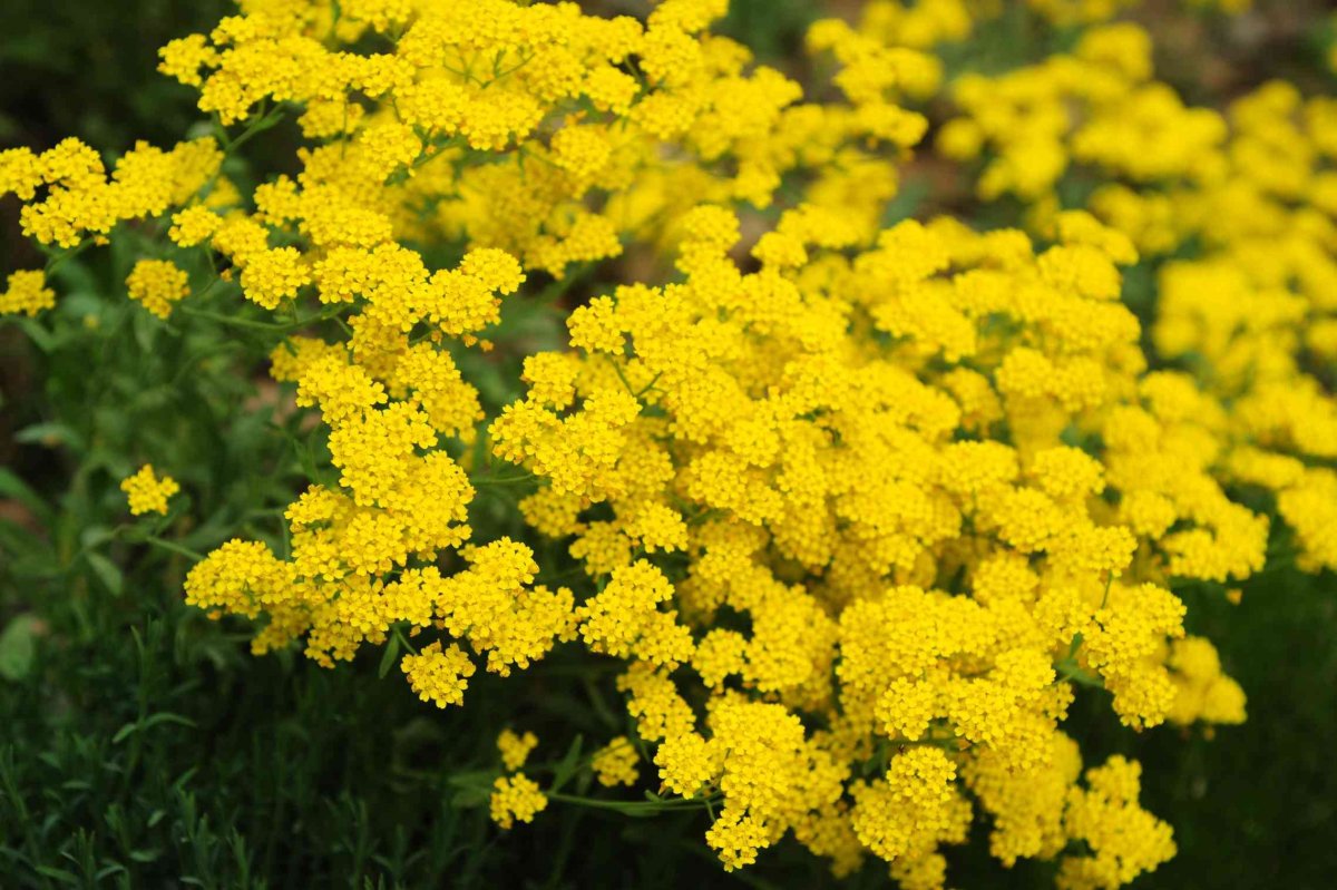 Aurinia saxatilis Alyssum Summit