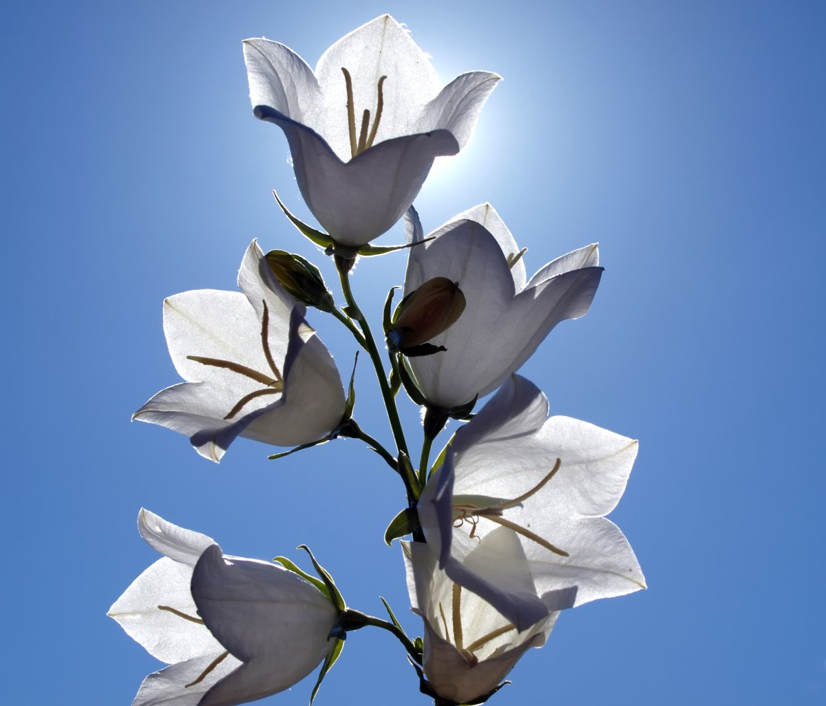 Цветы большие белые колокольчики