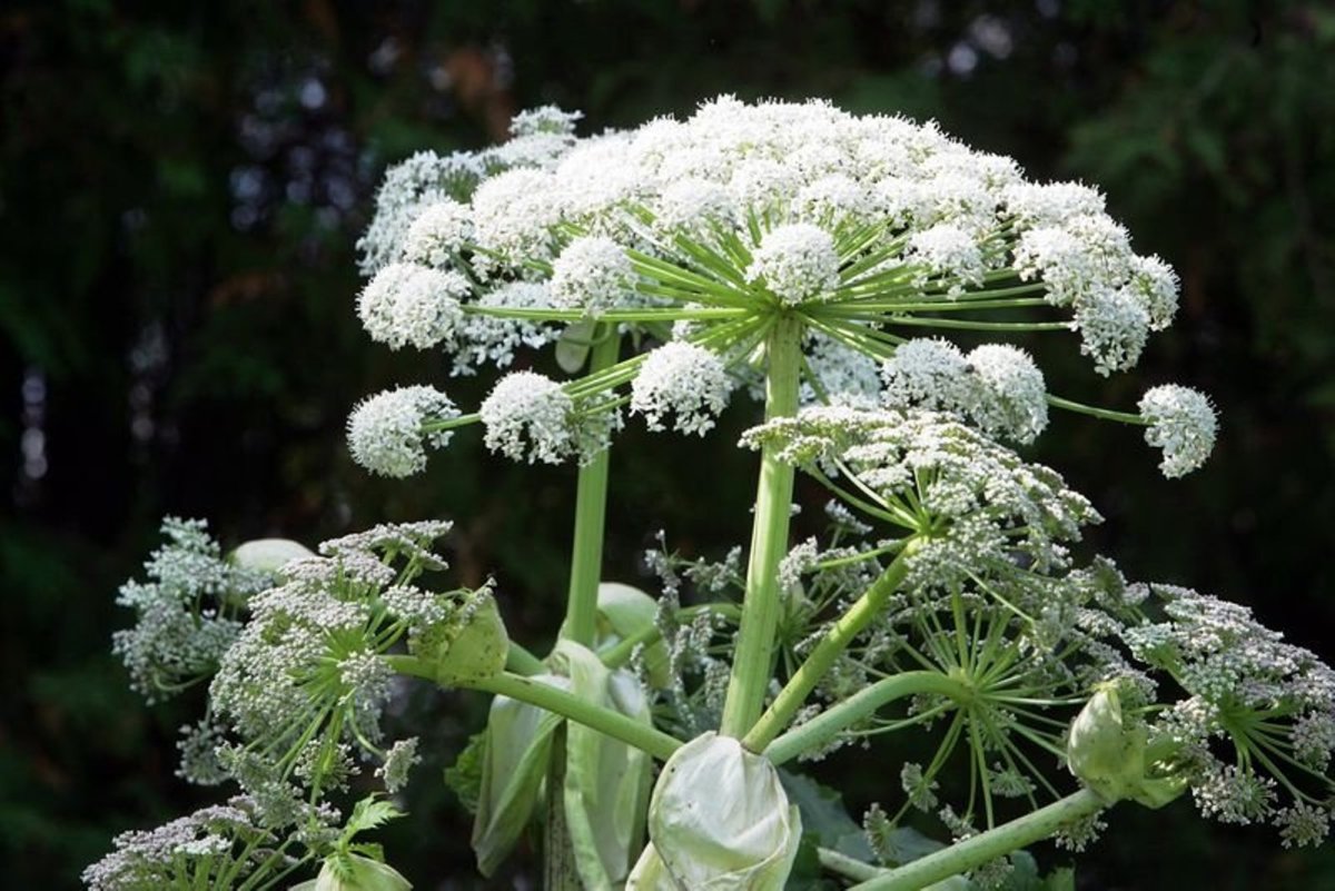 Высокое ядовитое растение с белыми цветами