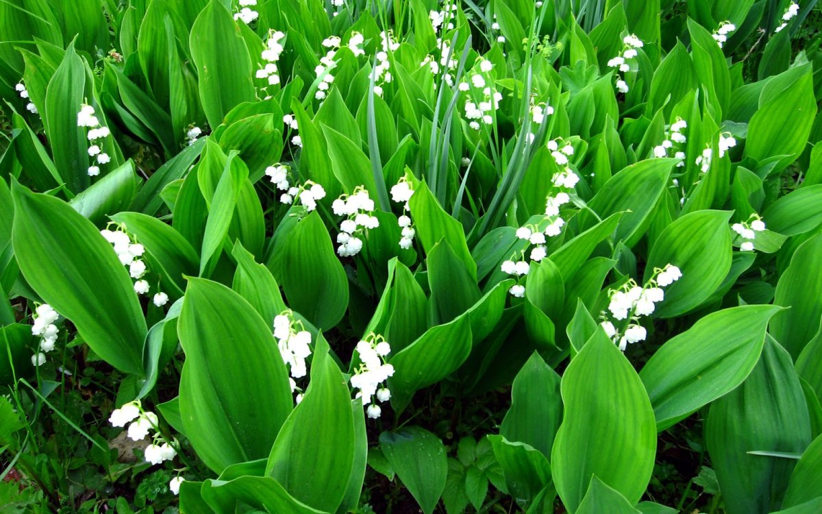 Convallaria Majalis