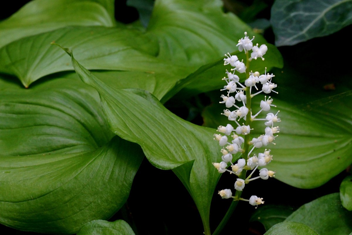 Ландыш горный Convallaria Montana