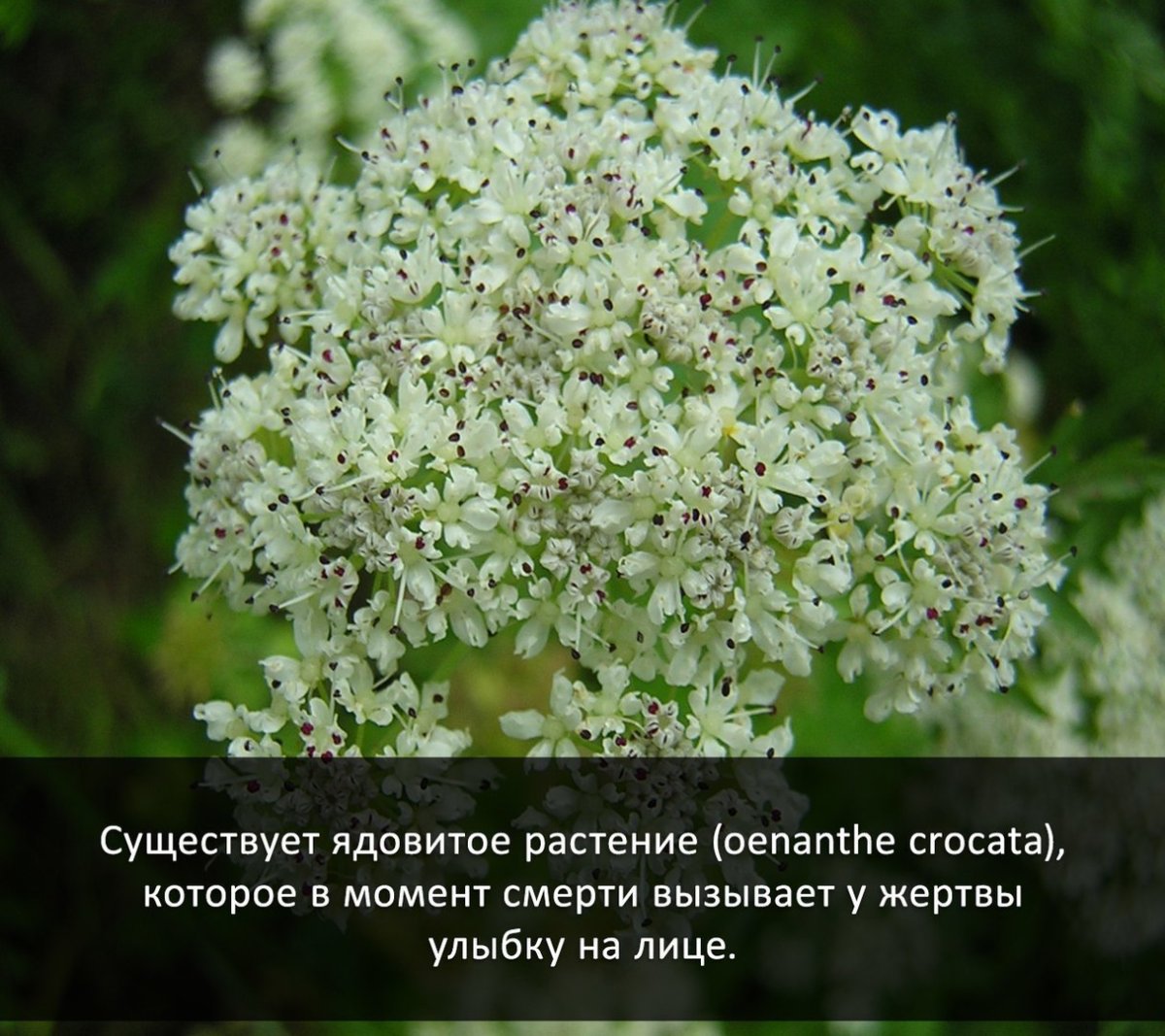 Oenanthe crocata ядовитое растение