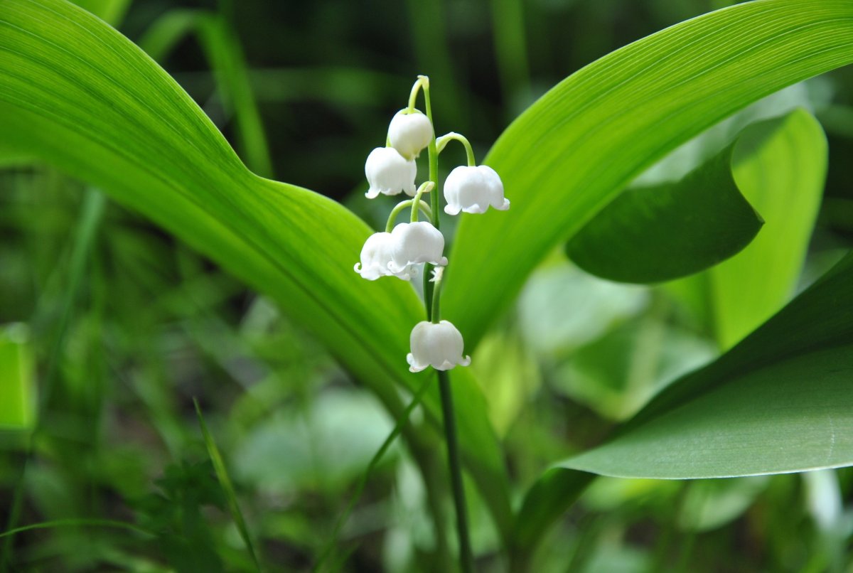 Ландыш горный Convallaria Montana