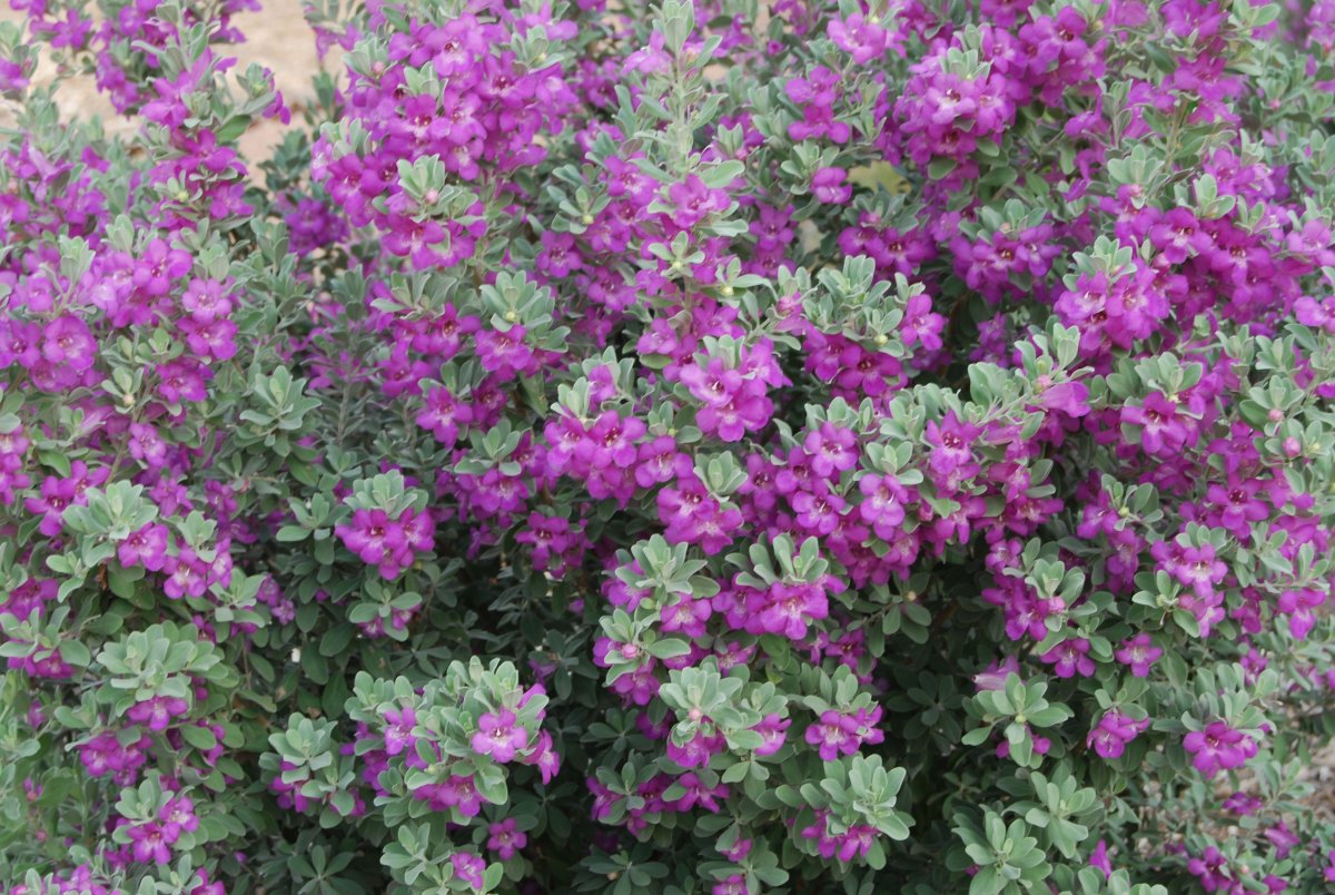 Куфия цветок кустарник