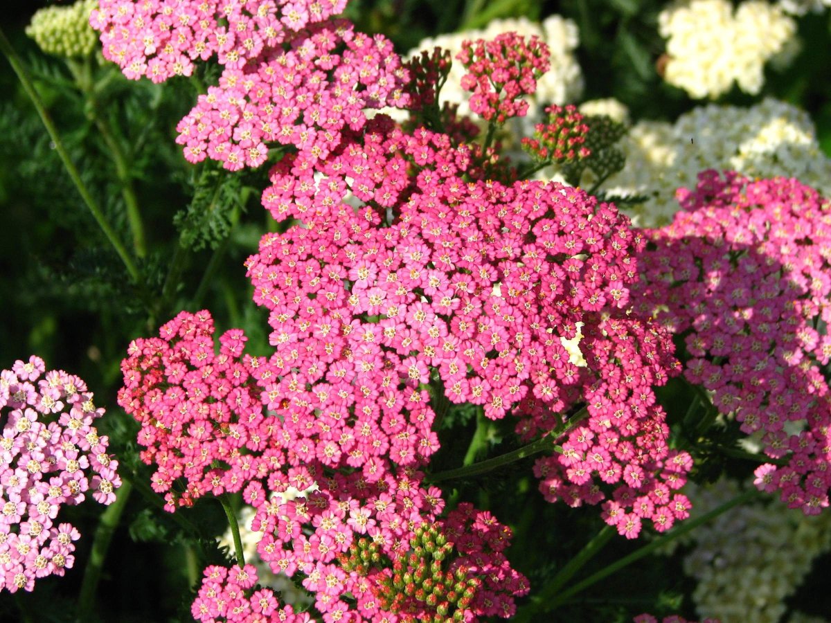 Тысячелистник обыкновенный Cerise Queen