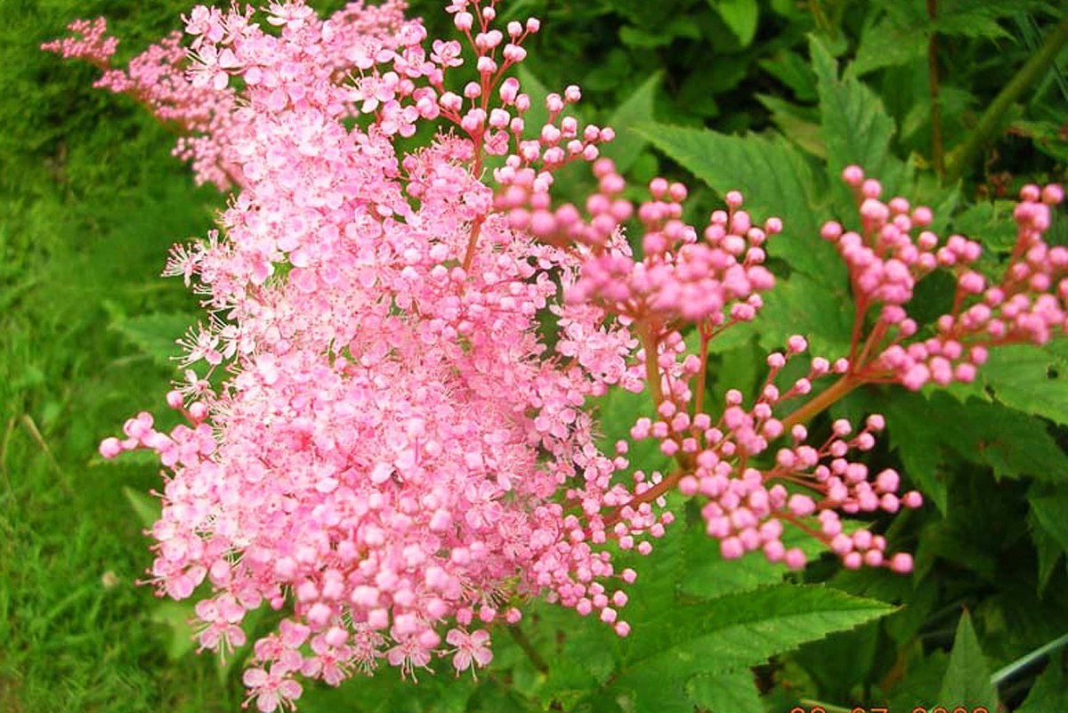 Лабазник дланевидный (Filipendula palmata)