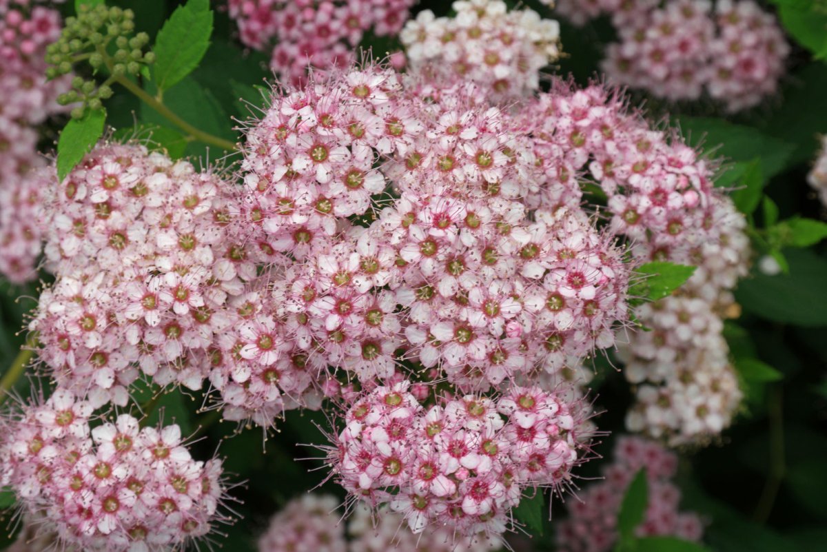 Спирея фрутишана белая