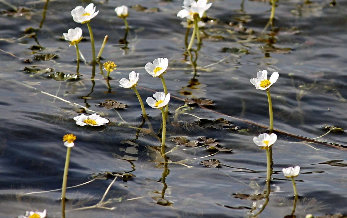 Водяной Лютик Ranunculus aquatilis
