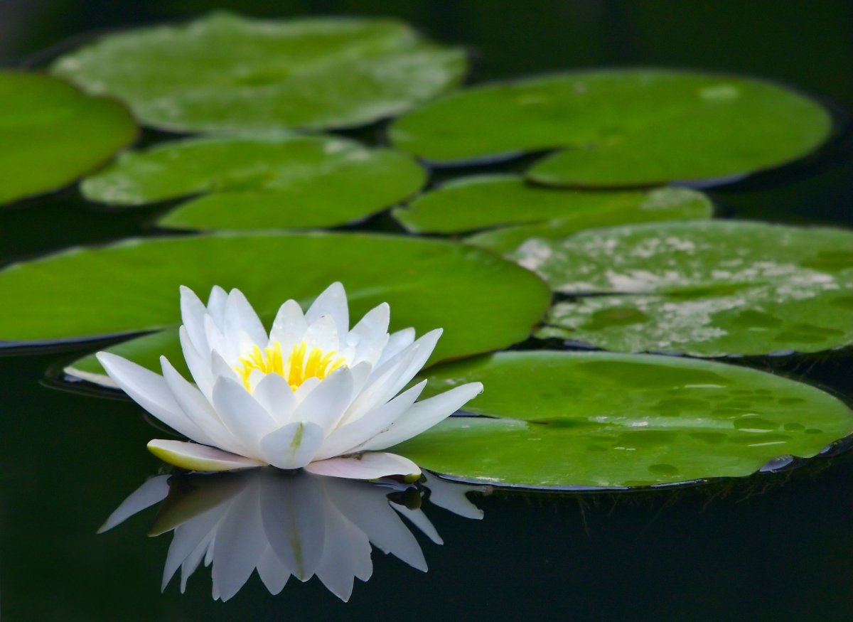 Кувшинка Nymphaea Albatross