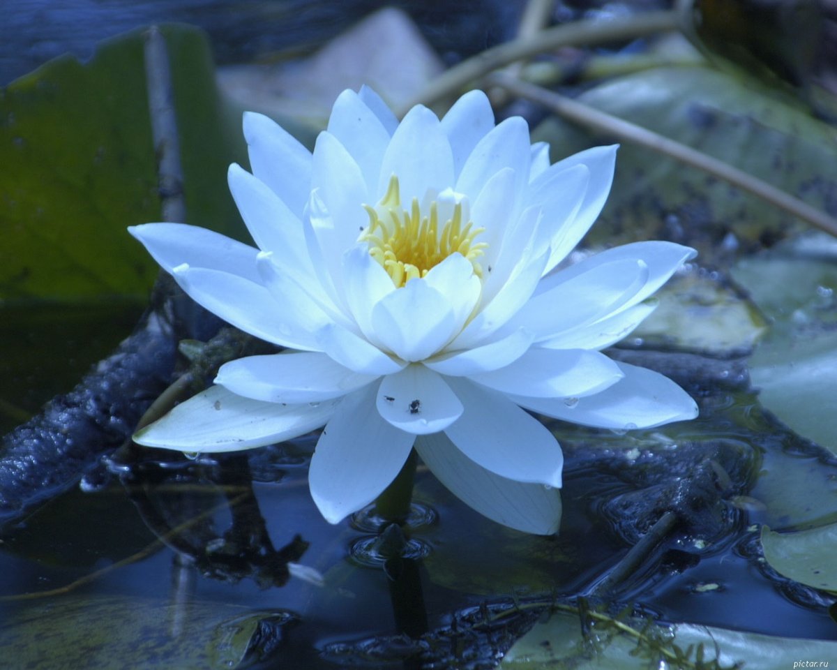 Nymphaea Lotus кувшинка