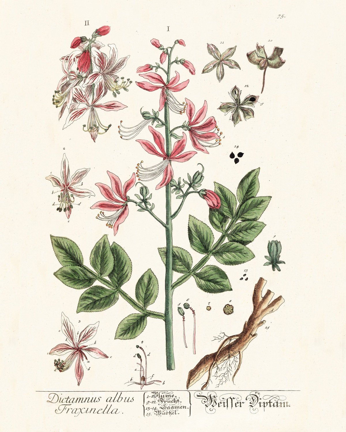 Ясенец Botanical Art