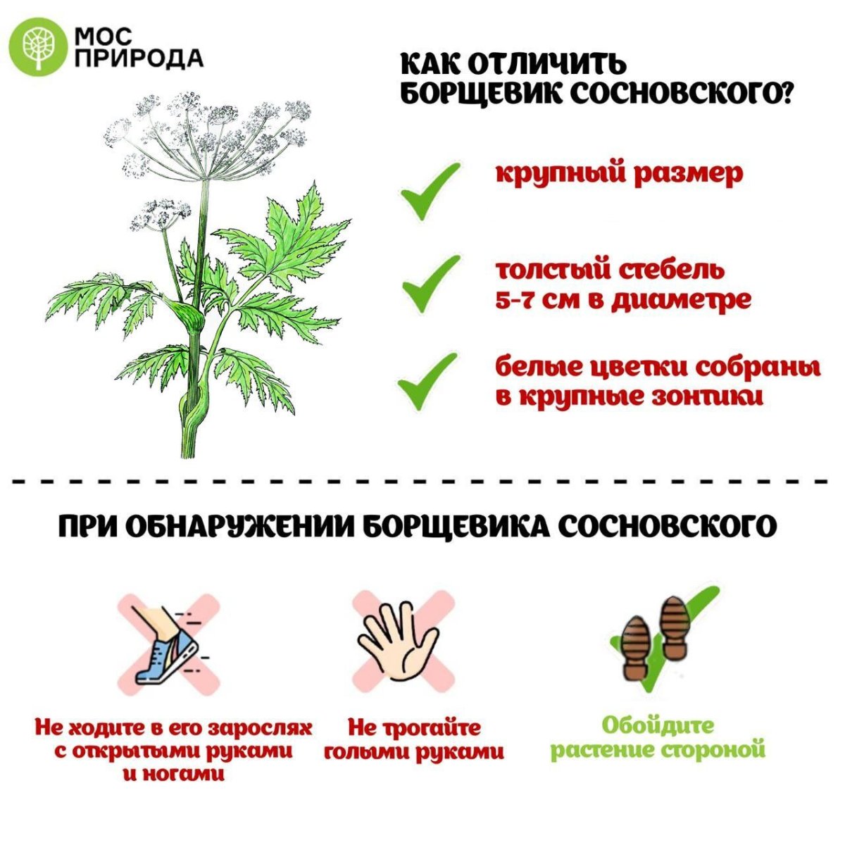 Борщевик Сибирский и Сосновского