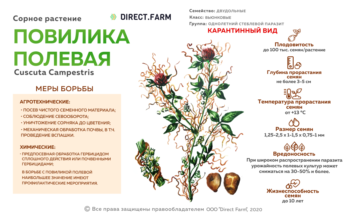 Повилика амброзия