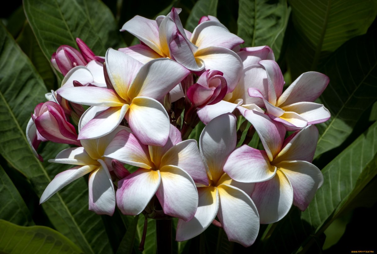 Комнатные цветы из тайланда