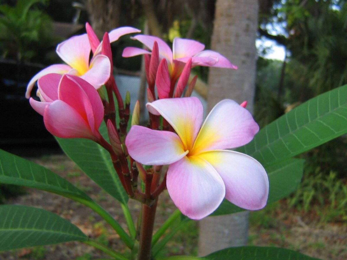 Плюмерия / Plumeria