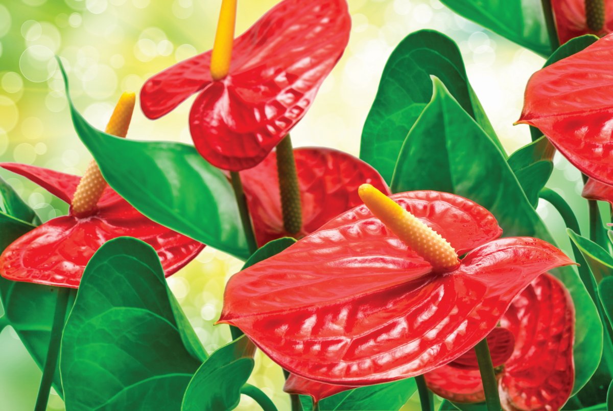 Антуриум Tropical