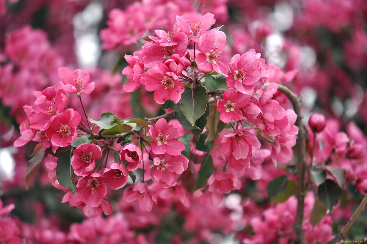 Декоративный куст с розовыми цветами