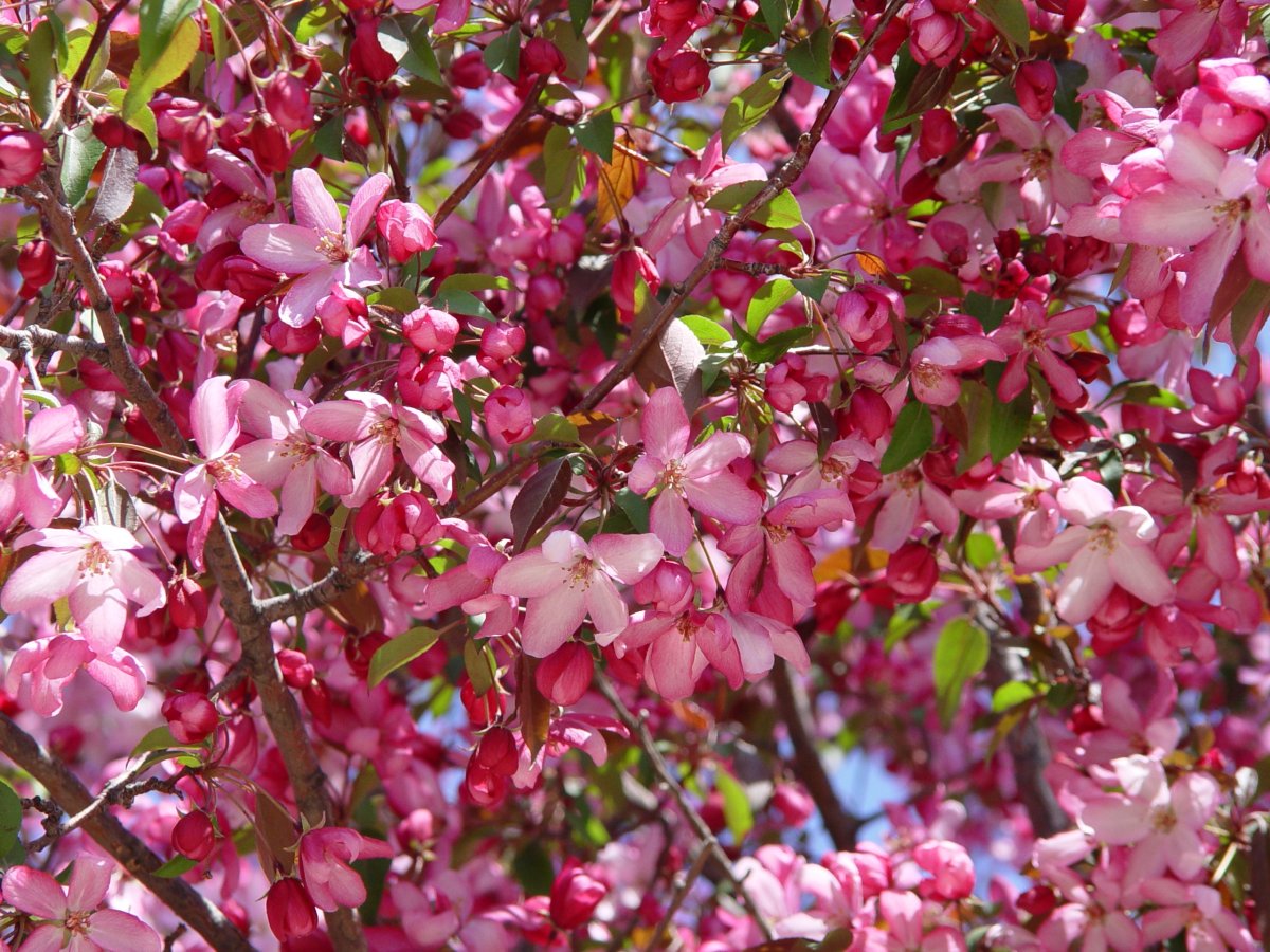Декоративная яблоня Malus Pink
