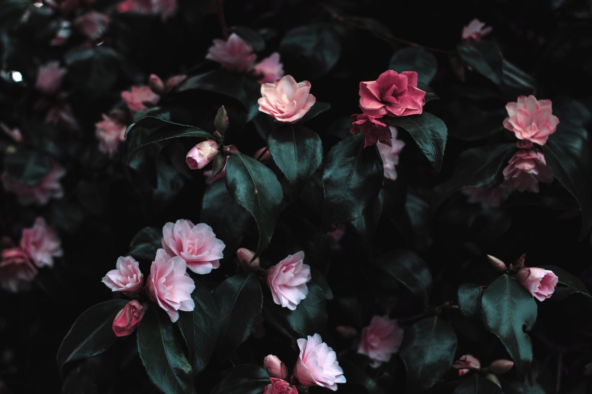Темно розовые цветы